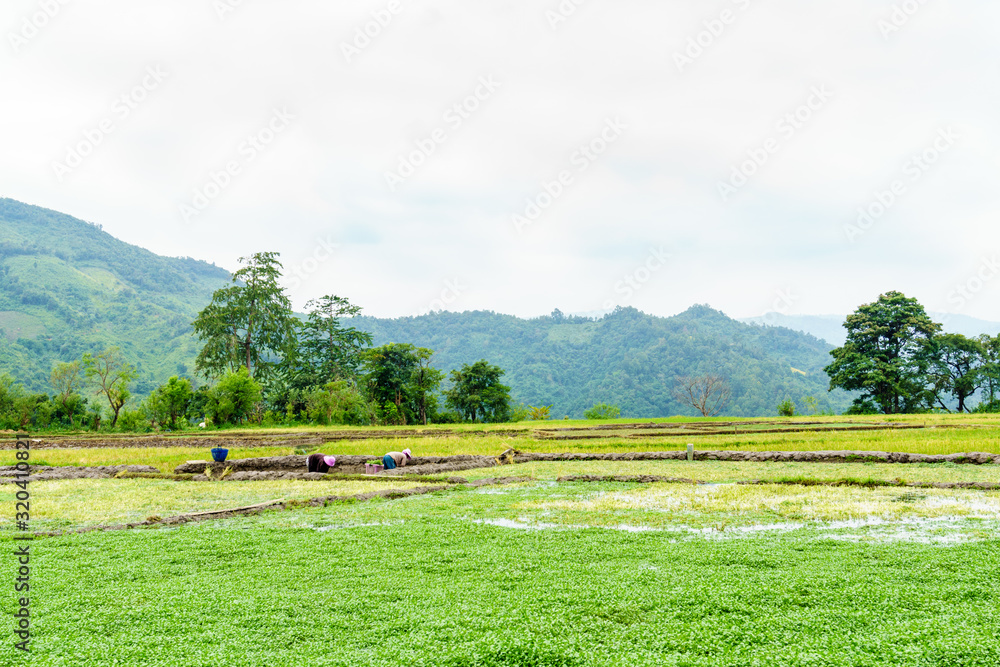 Fototapeta premium Farmers work in the fields in mountainous Laos. Province Shenghuang.