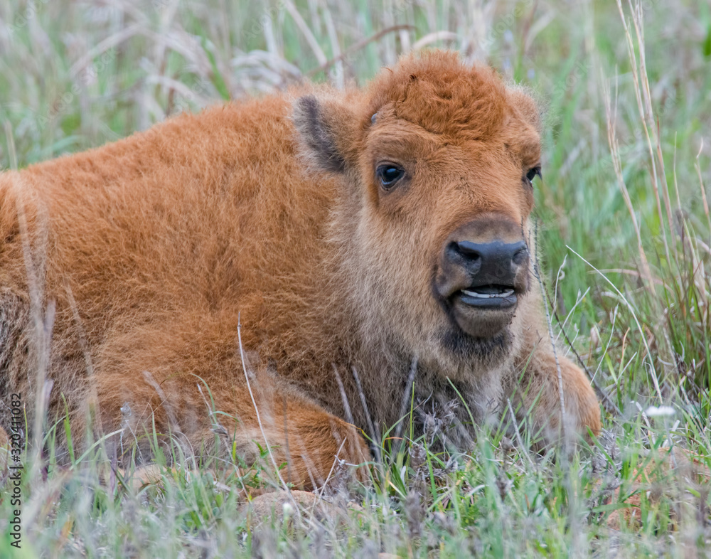Fototapeta premium Bison calf in the Wichita Mountains
