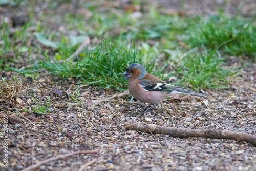 Chaffinch sits in front of a picket fence on the ground looking for food