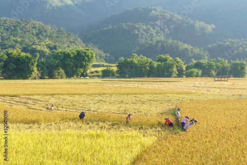 Farmers harvest rice in fields in mountainous Laos. Province Shenghuang.