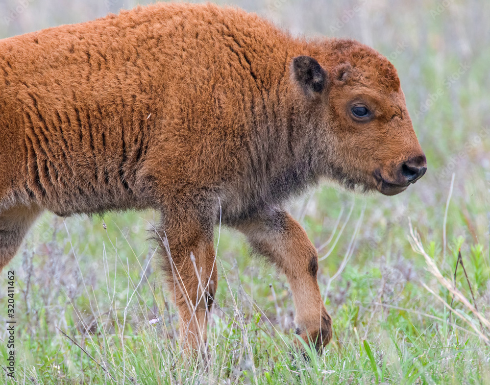 Fototapeta premium Bison calf in the Wichita Mountains