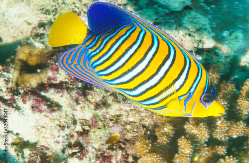 Imperial angelfish (Pomacanthus imperator) on a coral reef in the Indian ocean.