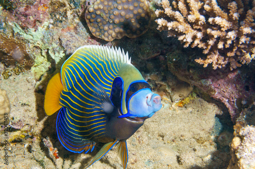 Imperial angelfish (Pomacanthus imperator) on a coral reef in the Indian ocean. photo