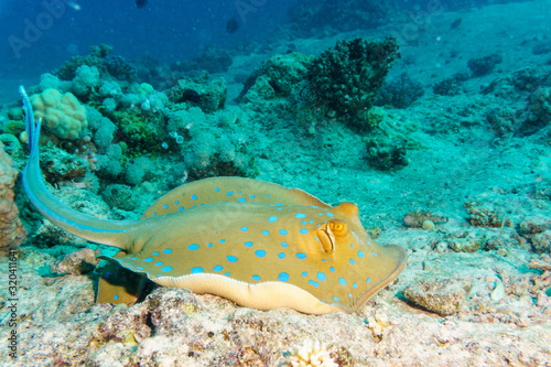 Blue-spotted Stingray on a coral reef. Indian ocean.