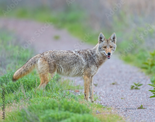 Coyote in the Wichita Mountains © David McGowen