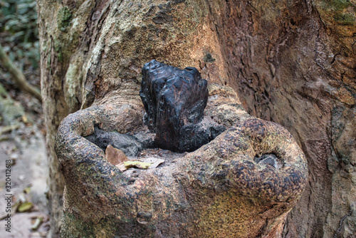 Tetrameles nudiflora is the famous spung tree photo