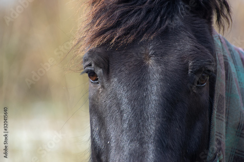 close up of a horse