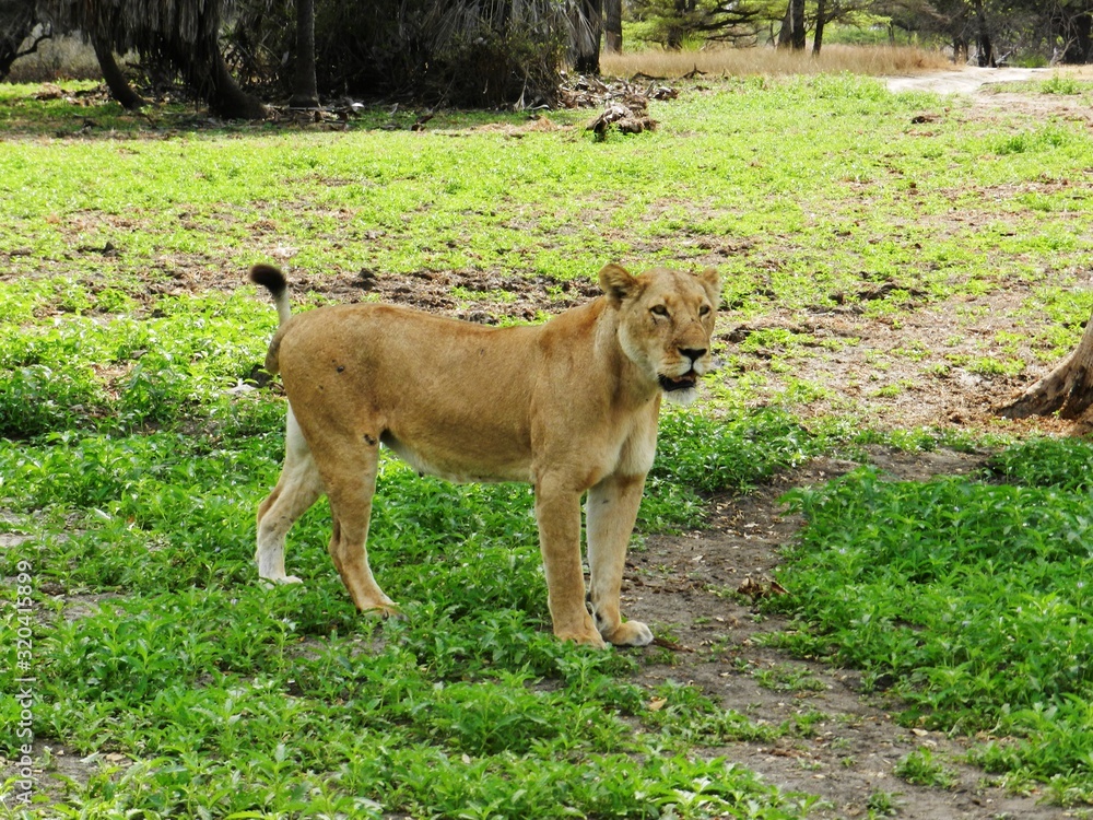 Naklejka premium Closeup of a beautiful adult lioness in the African savannah