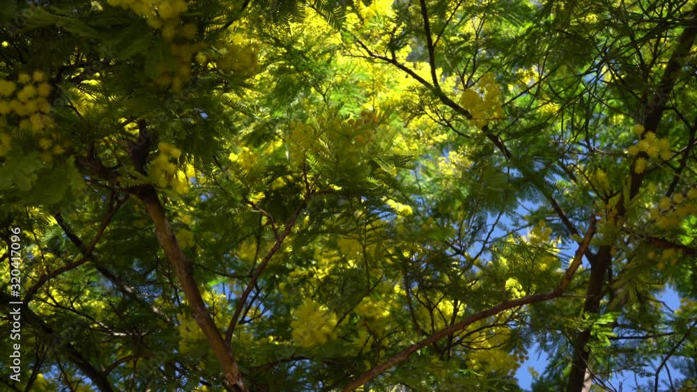 Mimosa tree with yellow flowers and beautiful foliage. Very ornamental all year round both for its flowering and for its velvety foliage. Ideal in temperate zones. Close up