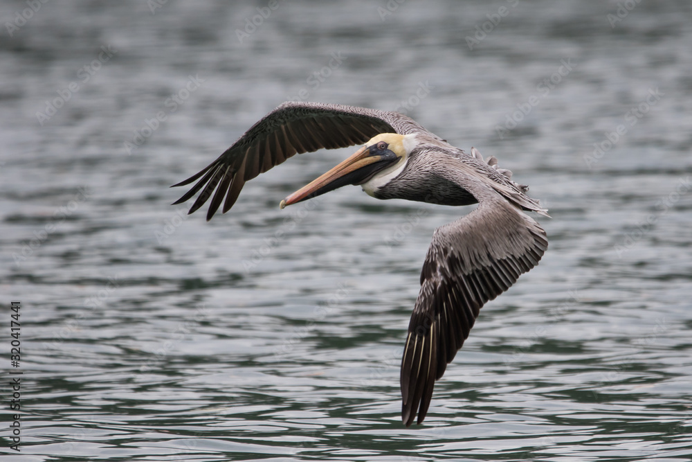 Obraz premium Brown Pelican (Alcatraz, Buchón)