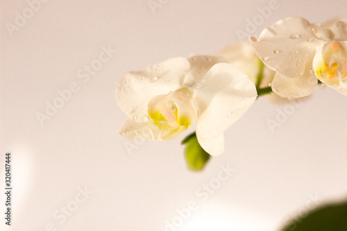 Floral tropical design orchid element for cosmetics  perfumes  cosmetics.