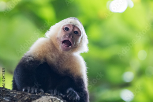 Canvas Print Capuchin monkey (Cebus) Costa Rica