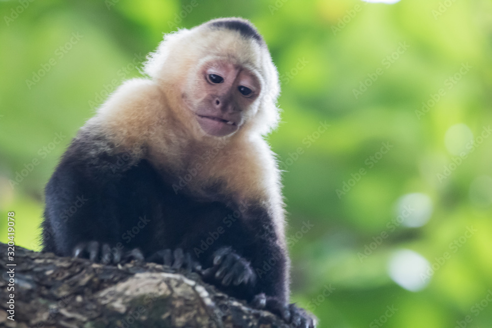 Capuchin monkey (Cebus) Costa Rica Capuchin monkey (Cebus) Costa Rica