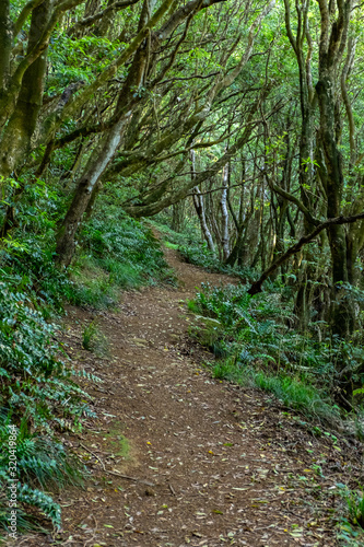Forest in Terceira Azores Island Portugal