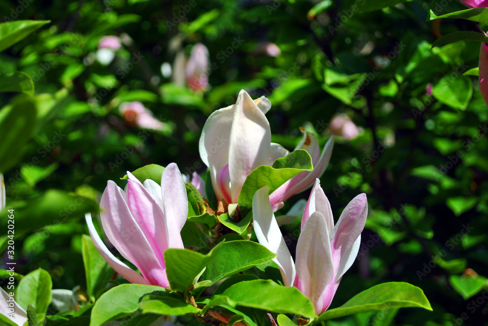 Soft pink magnolias soulangeana (saucer magnolia) flower, close up detail side view, soft dark