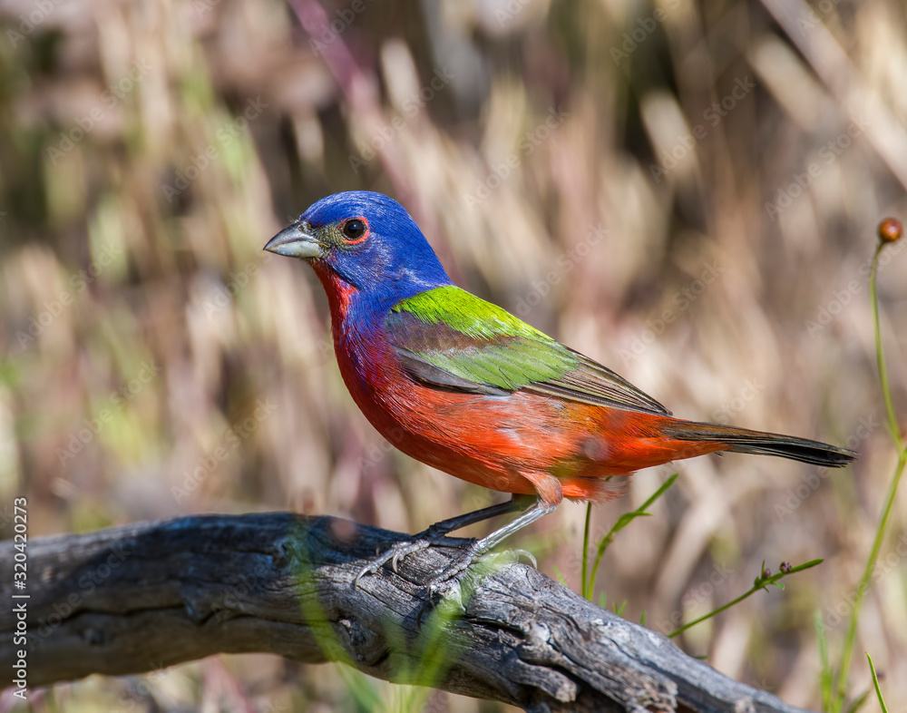Painted Bunting male in the Wichita Mountains Painted Bunting male in the Wichita Mountains