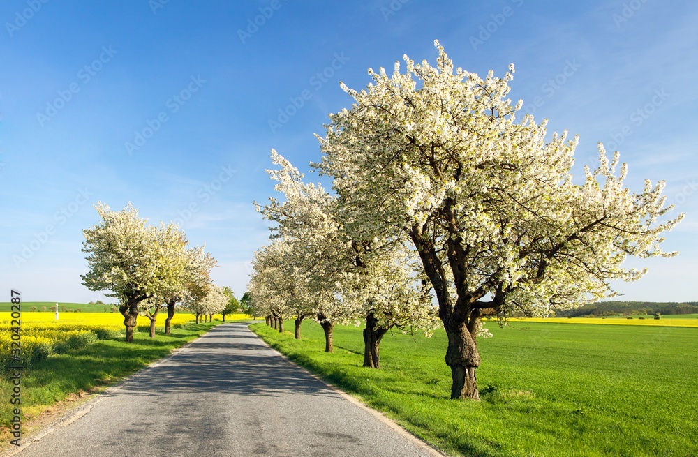 alley of flowering cherry trees white colored alley of flowering cherry trees white colored