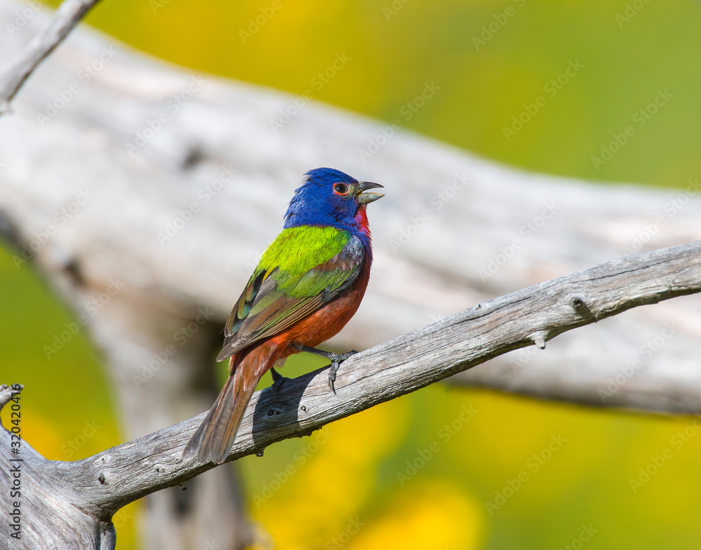 Painted Bunting male in the Wichita Mountains