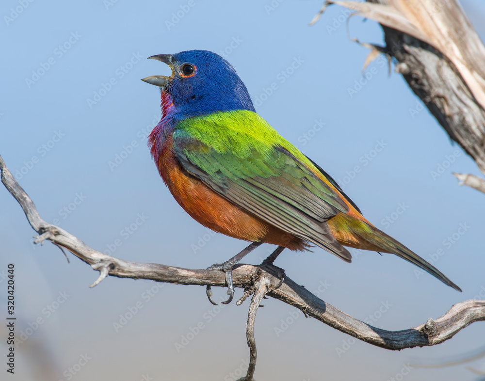 Painted Bunting male in the Wichita Mountains Painted Bunting male in the Wichita Mountains
