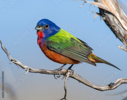 Painted Bunting male in the Wichita Mountains