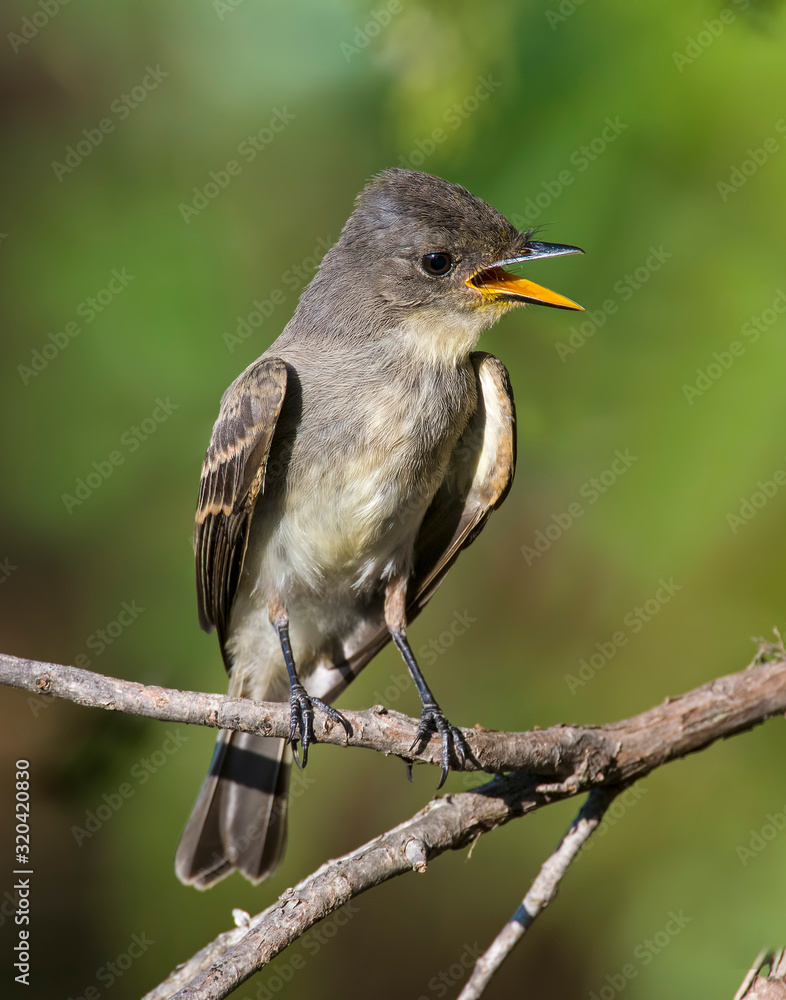 Fototapeta premium Immature Great Crested Flycatcher