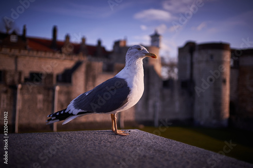 European herring gull, Larus argentatus, sea bird, sitting on Tower stony city fortification, in the castle of kings of Great Britain in London. Picture is taken in sunny winter sunset in golden hour. © jdmfoto