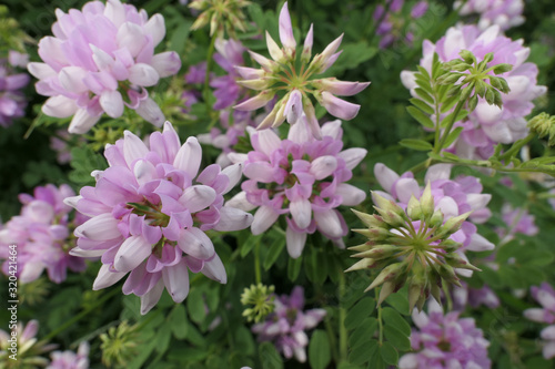 Pink Flowers at Nature Preserve