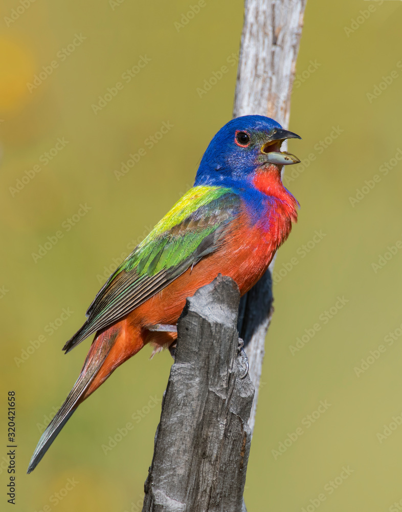 Obraz premium Male Painted Bunting
