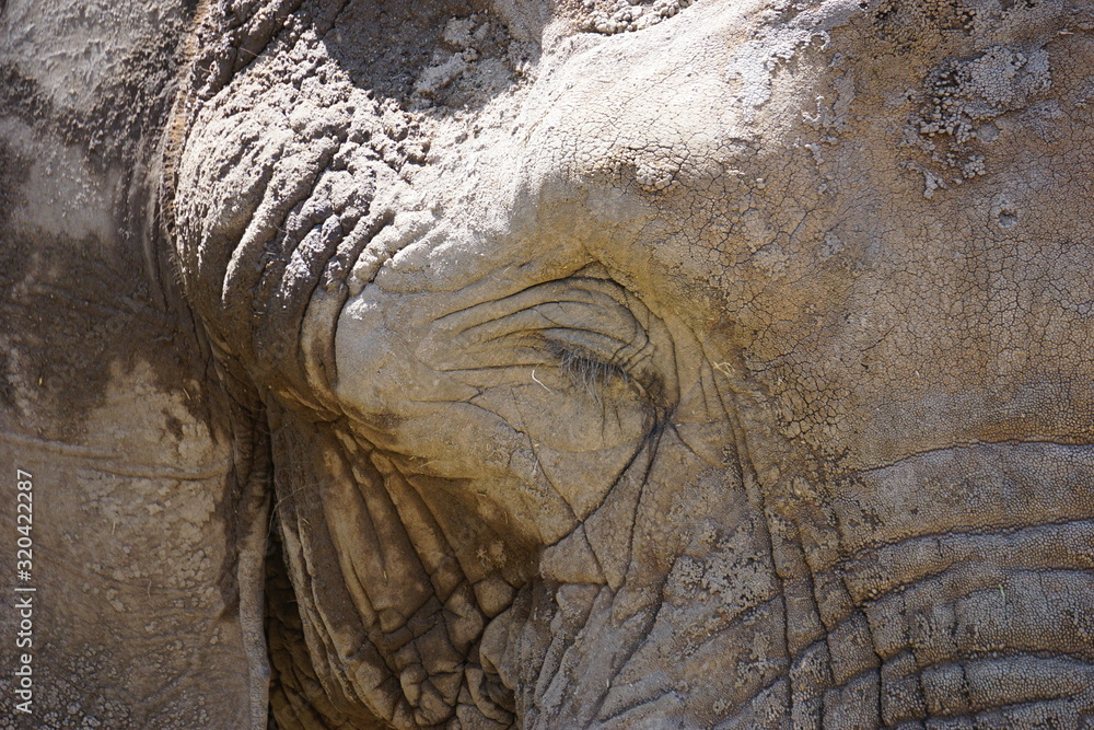Obraz premium African elephant in sub-Saharan region