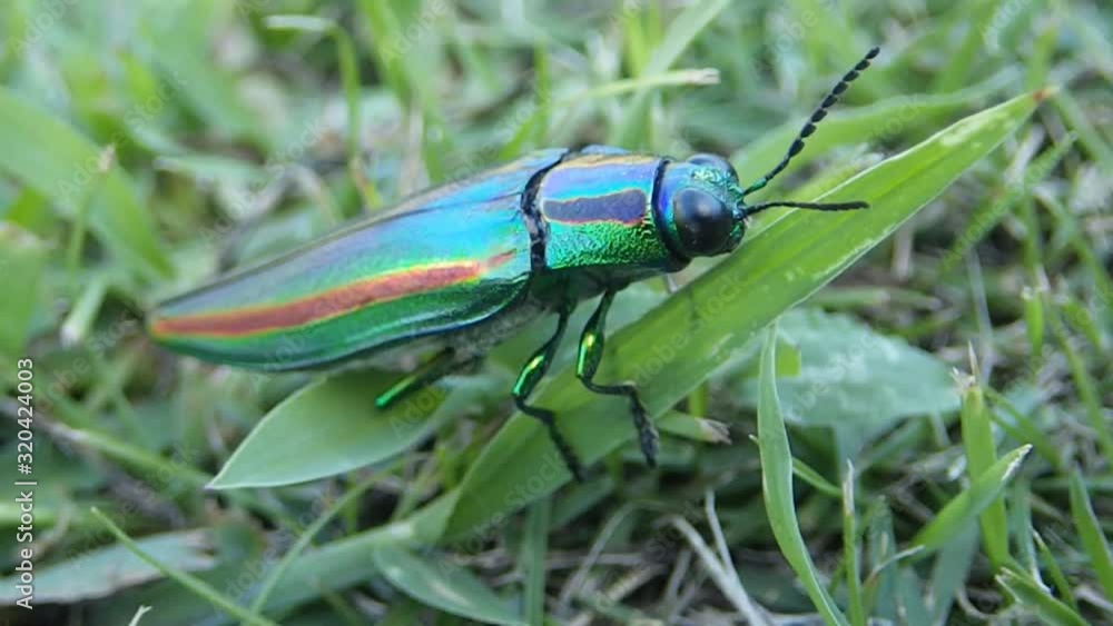 希少な昆虫タマムシ、金属光沢の美しい羽を持つ為に宝石昆虫として人気が高く乱獲されて、今では珍し昆虫の一種．