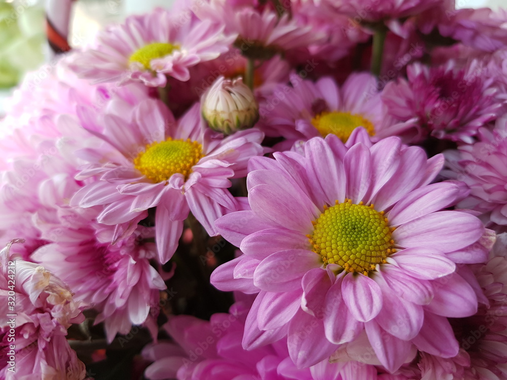 chrysanthemum chrysanthemum