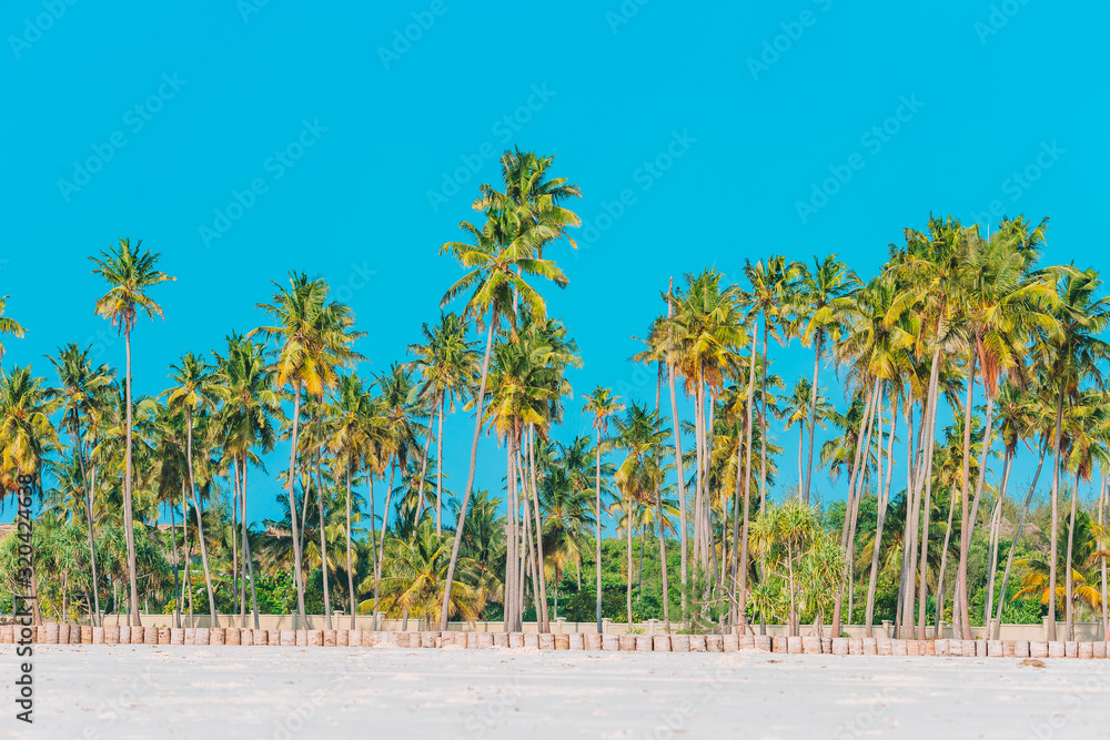 Naklejka premium Big palm trees on white sandy beach