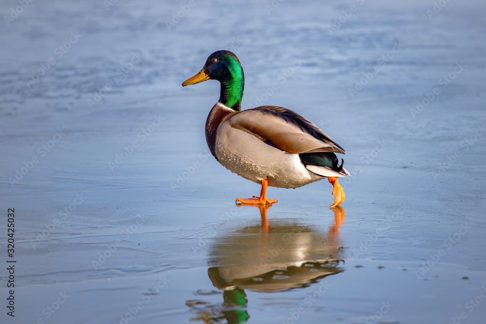 Wild duck, mallard walking in winter on the ice Wild duck, mallard walking in winter on the ice