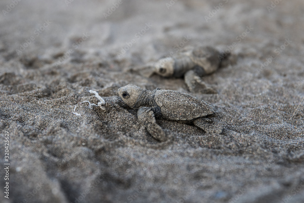 Baby  sea turtle Lora Costa Rica