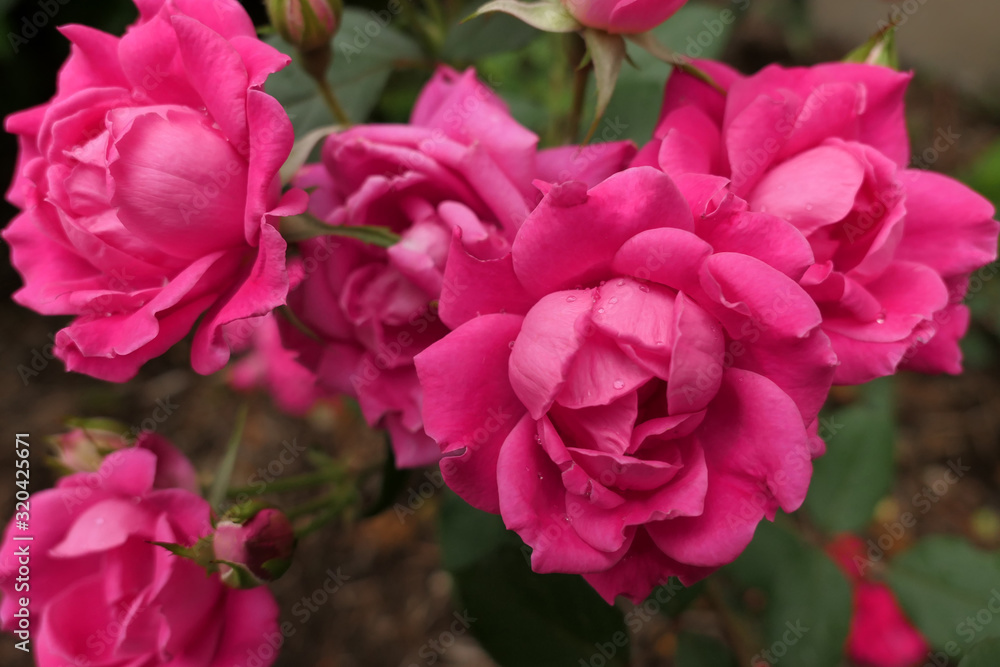 Pink Roses Pink Roses