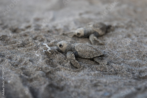 Baby sea turtle Lora Costa Rica