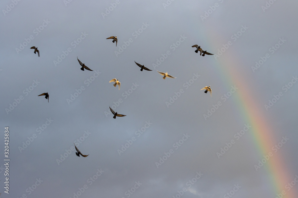 Fototapeta premium pigeons fly against the sky and rainbow