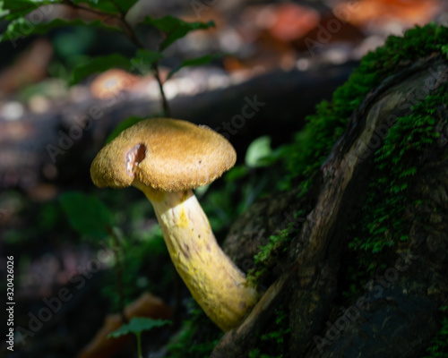 classic mushroom raised on an inclined plane