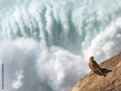 Nankeen Kestrel by the sea  Sydney  Australia