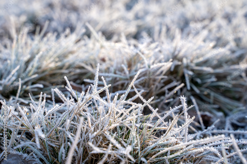 Hoarfrost of grass leaves on a cold winter morning white ice crystals Hoarfrost of grass leaves on a cold winter morning white ice crystals