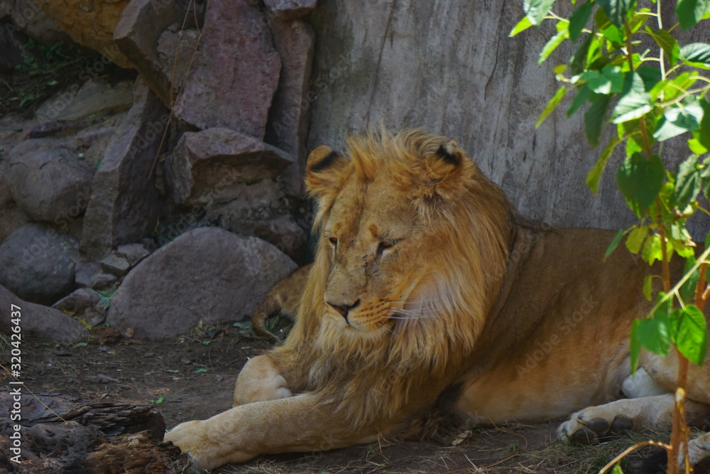 Great beautiful lion in the Sahara desert
