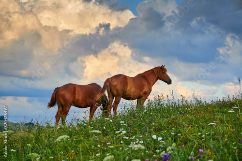Horses graze in a meadow in the mountains, sunset in carpathian mountains - beautiful summer landscape, bright cloudy sky and sunlight, wildflowers