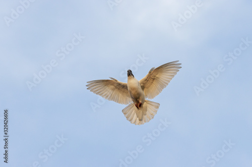 white dove with wings spread flying in the evening sky