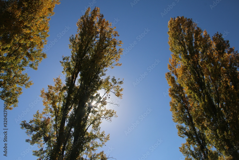 Obraz premium trees and blue sky