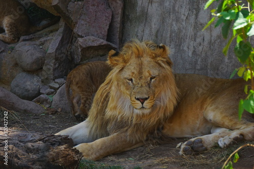 Great beautiful lion in the Sahara desert