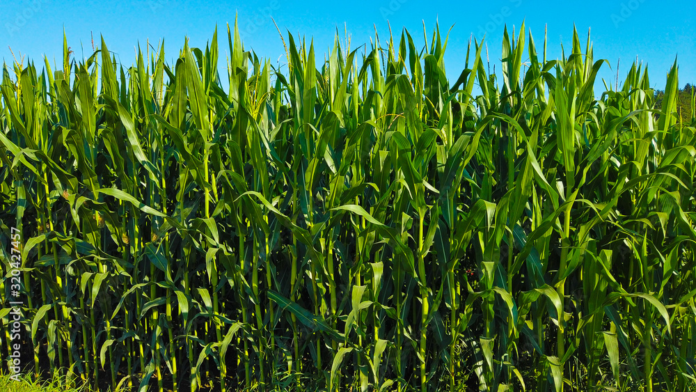 Fototapeta premium wool with high maize plants