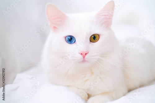 White cat with different color eyes. Turkish angora. Van kitten with blue and green eye lies on white bed. Adorable domestic pets, heterochromia. photo