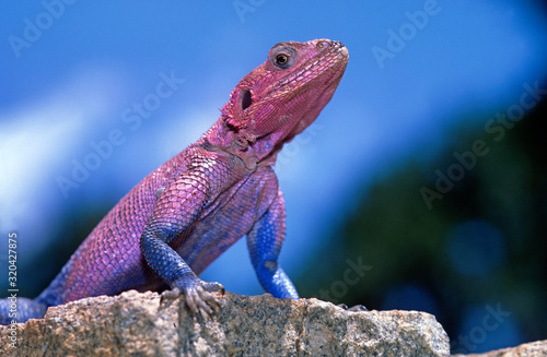 Stahlblaue Felsenagame, Fliederagame (Agama mwanzae) - Mwanza flat-headed rock agama, Spider-Man agama photo