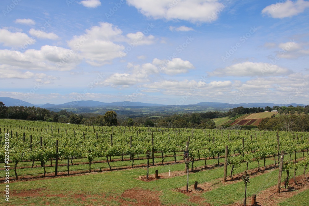 Obraz premium vineyard in Australia