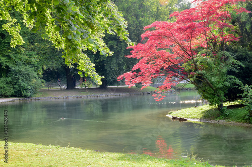 Munich / Germany - July 27, 2019: A beautiful red tree in Englischer Garten park